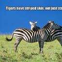 Tigers-have-striped-skin-not-just-striped-fur.jpg