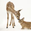 young deer and rabbit.jpeg