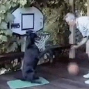 1351621072-dog-plays-basketball.gif