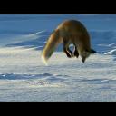 Fox Dives Headfirst Into Snow | North America