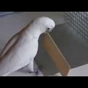 Goffin cockatoos: tool-making