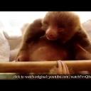 True Facts About Sloths