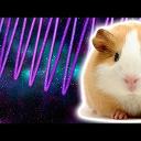 Cosmic Guinea Pig
