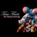 True Facts About The Mantis Shrimp